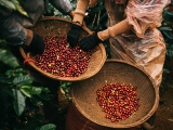 TIÊU CHUẨN XUẤT KHẨU CÀ PHÊ SANG EU, TRUNG QUỐC, MỸ, NHẬT BẢN