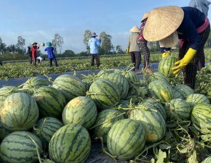 CHI TIẾT THỦ TỤC XUẤT KHẨU DƯA HẤU SANG TRUNG QUỐC